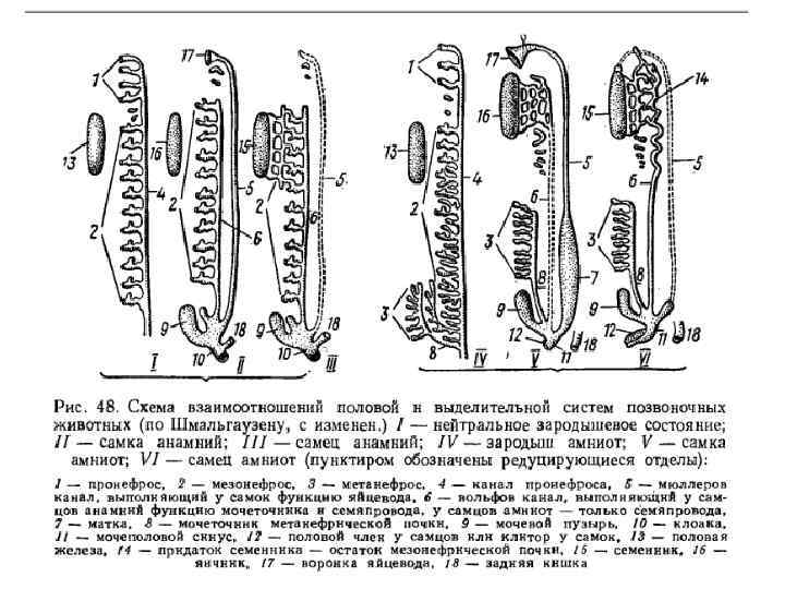 Выделительная система животного изображенного на рисунке представлена