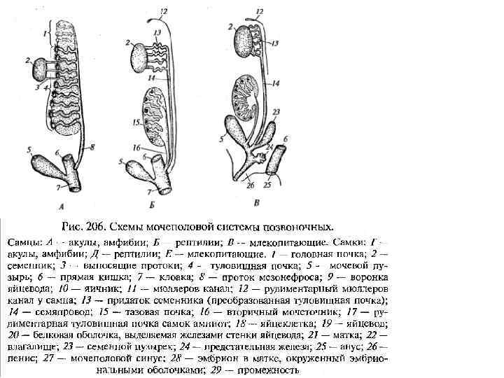 Строение мочеполовой системы у женщин схема