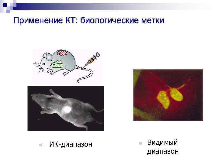 Применение КТ: биологические метки n ИК-диапазон n Видимый диапазон 