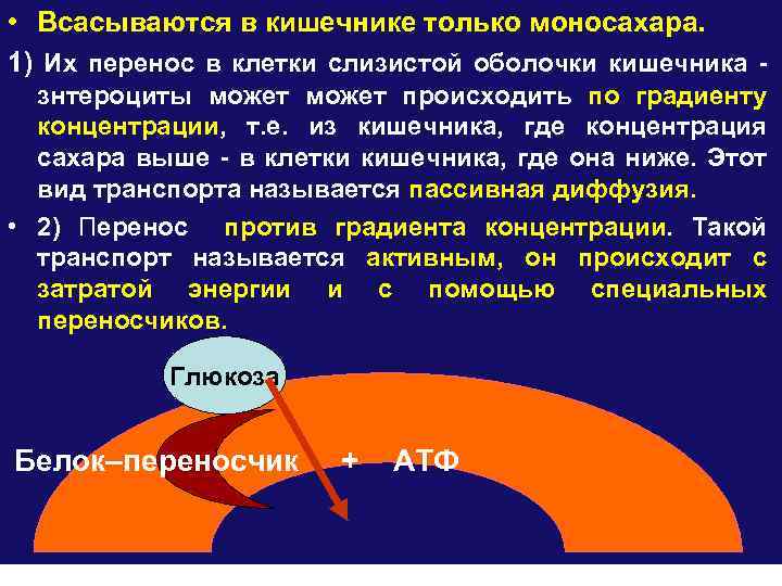  • Всасываются в кишечнике только моносахара. 1) Их перенос в клетки слизистой оболочки