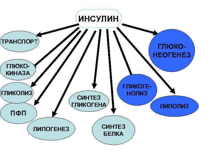ИНСУЛИН ТРАНСПОРТ ГЛЮКО НЕОГЕНЕЗ ГЛЮКО КИНАЗА ГЛИКОЛИЗ СИНТЕЗ ГЛИКОГЕНА ГЛИКОГЕ НОЛИЗ ПФП ЛИПОГЕНЕЗ СИНТЕЗ