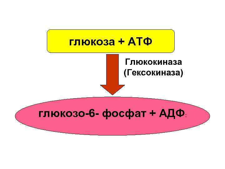 глюкоза + АТФ Глюкокиназа (Гексокиназа) глюкозо 6 фосфат + АДФ: 