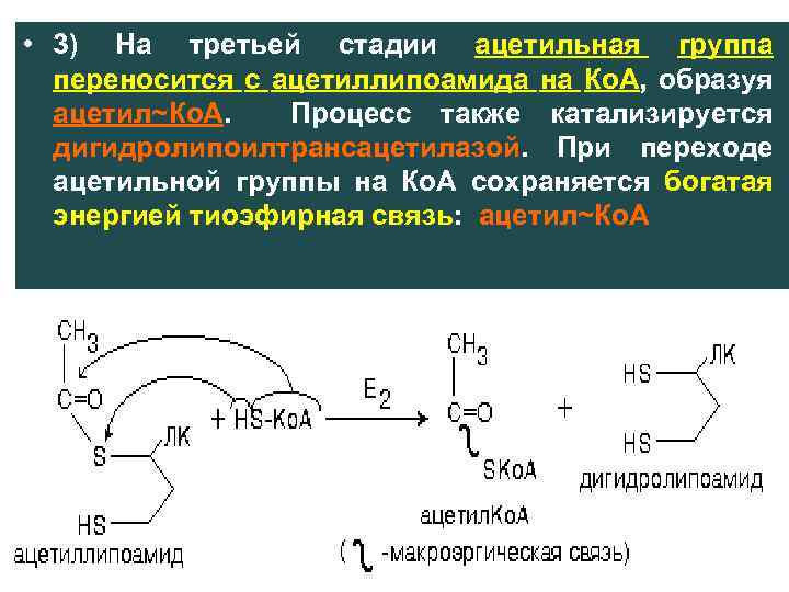  • 3) На третьей стадии ацетильная группа переносится с ацетиллипоамида на Ко. А,