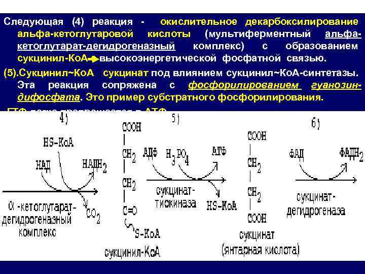 Следующая (4) реакция окислительное декарбоксилирование альфа кетоглутаровой кислоты (мультиферментный альфа кетоглутарат дегидрогеназный комплекс) с