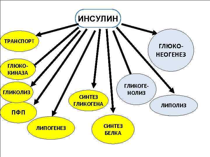 ИНСУЛИН ТРАНСПОРТ ГЛЮКОНЕОГЕНЕЗ ГЛЮКОКИНАЗА ГЛИКОЛИЗ ГЛИКОГЕНОЛИЗ СИНТЕЗ ГЛИКОГЕНА ЛИПОЛИЗ ПФП ЛИПОГЕНЕЗ СИНТЕЗ БЕЛКА 