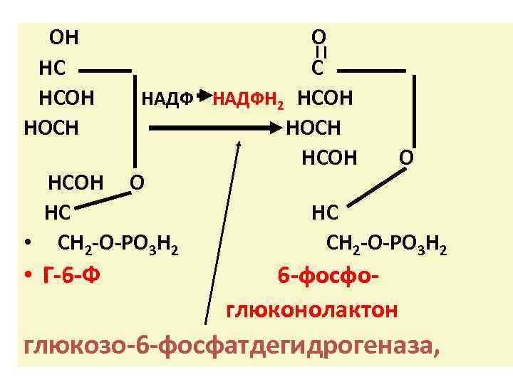 ОН НС НСОН НОСН О С НАДФН 2 НСОН НОСН НСОН О НС НС
