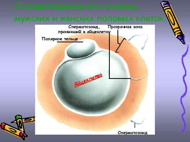 Оплодотворение-это слияние мужских и женских половых клеток. Сперматозоид, Прозрачная зона проникший в яйцеклетку Полярное