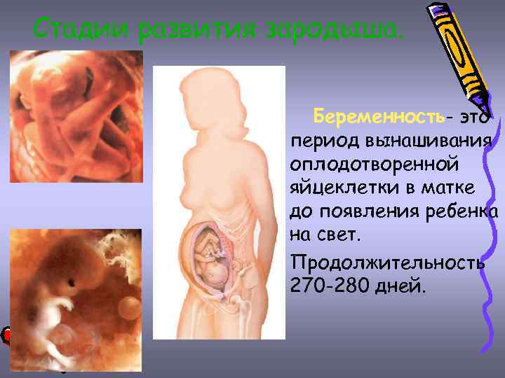 Стадии развития зародыша. Беременность- это период вынашивания оплодотворенной яйцеклетки в матке до появления ребенка