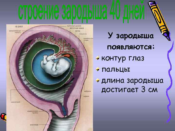 У зародыша появляются: контур глаз пальцы длина зародыша достигает 3 см 