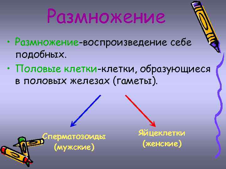 Размножение • Размножение-воспроизведение себе подобных. • Половые клетки-клетки, образующиеся в половых железах (гаметы). Сперматозоиды