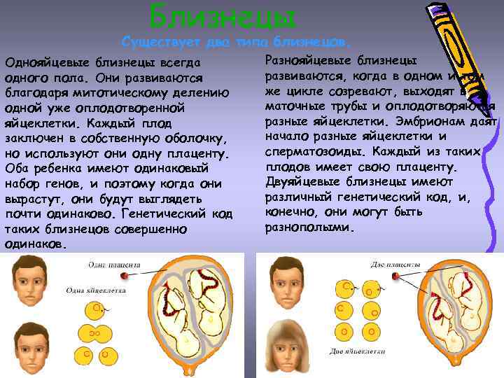 Близнецы Существует два типа близнецов. Однояйцевые близнецы всегда одного пола. Они развиваются благодаря митотическому