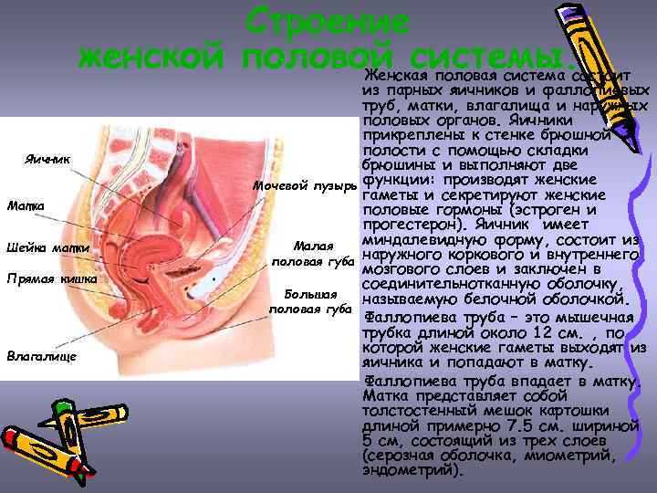 Строение женской половой системы. Женская половая система состоит Яичник Матка Шейка матки Прямая кишка