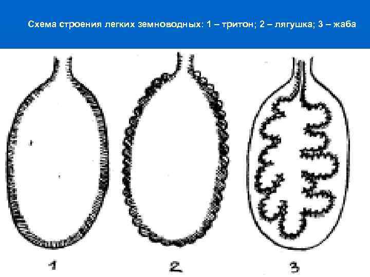  Схема строения легких земноводных: 1 – тритон; 2 – лягушка; 3 – жаба