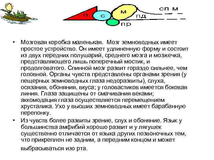  • Мозговая коробка маленькая. Мозг земноводных имеет простое устройство. Он имеет удлиненную форму