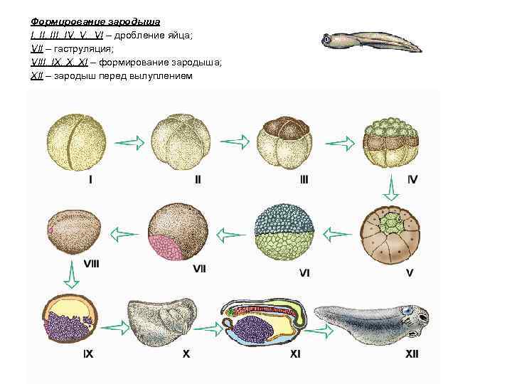 Формирование зародыша I, III, IV, V, VI – дробление яйца; VII – гаструляция; VIII,