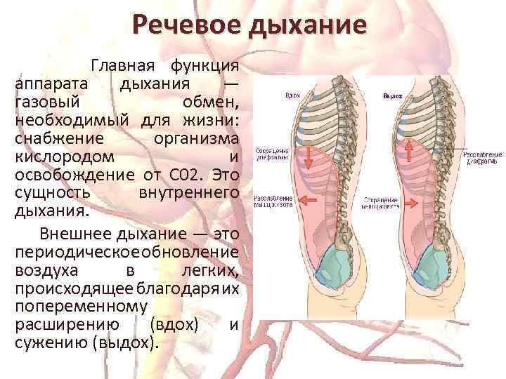 Речевое дыхание Главная функция аппарата дыхания — газовый обмен, необходимый для жизни: снабжение организма