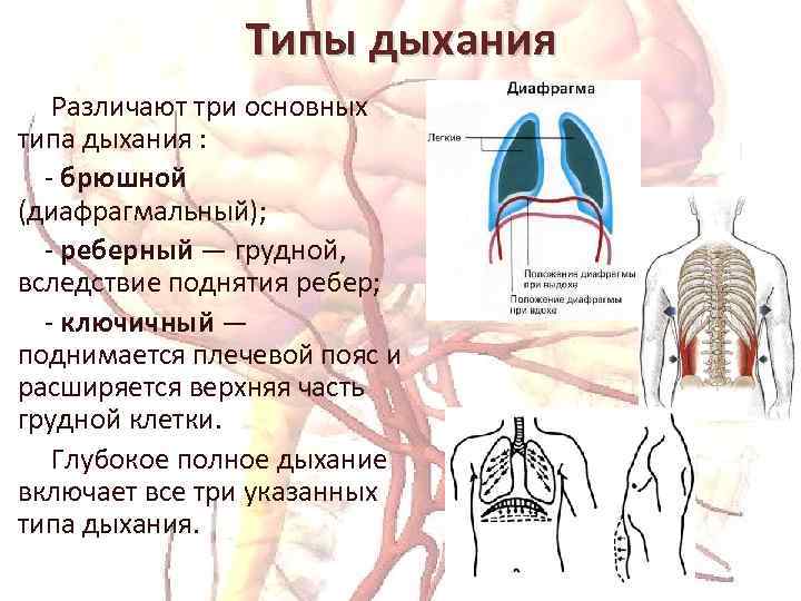 Три диафрагмы у человека. Диафрагмальный и грудной Тип дыхания. Реберно-диафрагмальный Тип дыхания. Тип дыхания грудное брюшное диафрагмальное. Дыхательная техника «брюшное дыхание».