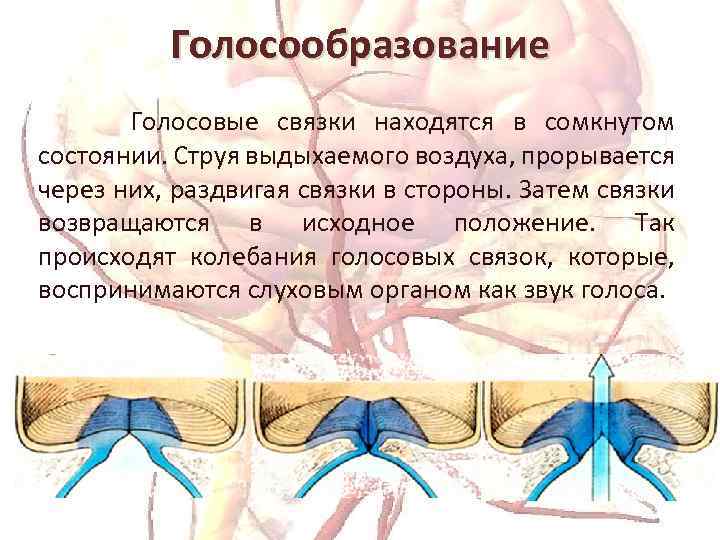 Голосообразование Голосовые связки находятся в сомкнутом состоянии. Струя выдыхаемого воздуха, прорывается через них, раздвигая