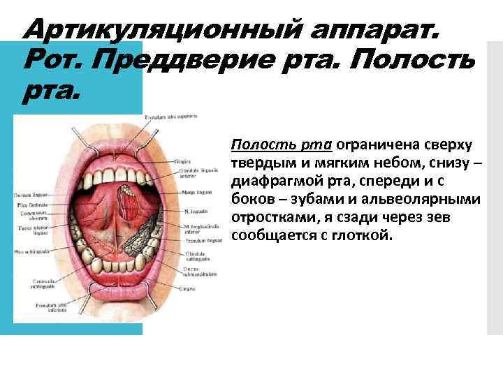 Небо на латыни. Собственно полость рта ограничена спереди:. Строение преддверия полости рта. Собственно полость рта ограничена снизу. Преддверие полости рта сзади ограничено.