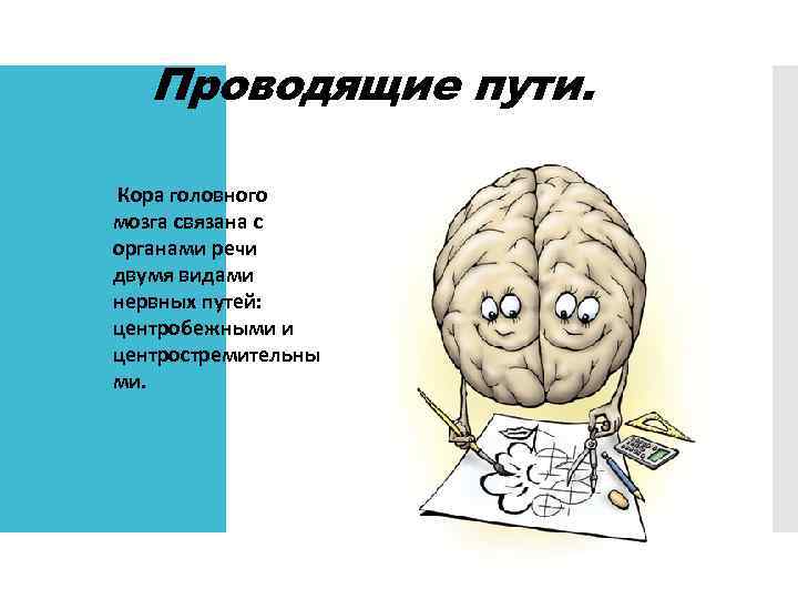 Проводящие пути. Кора головного мозга связана с органами речи двумя видами нервных путей: центробежными