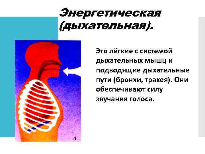 Обеспечивает силу. Функции дыхательного отдела речевого аппарата. Энергетический отдел голосового аппарата. Строение дыхательной системы и голосового аппарата. Дыхательный отдел периферического речевого аппарата.