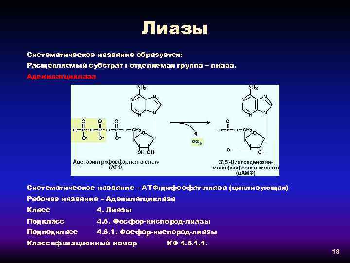 Лиазы Систематическое название образуется: Расщепляемый субстрат : отделяемая группа – лиаза. Аденилатциклаза Систематическое название