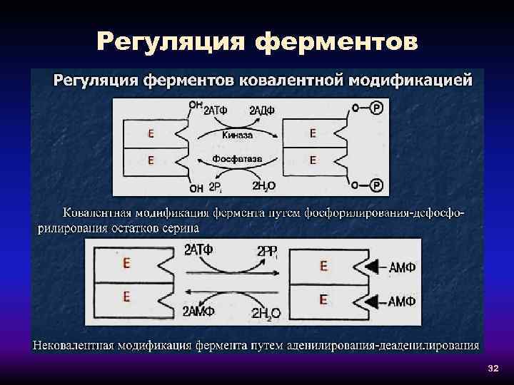 Регуляция ферментов 32 