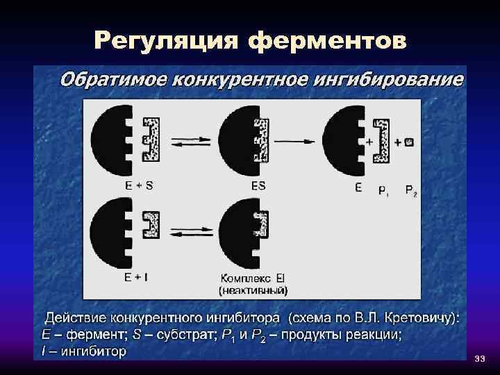 Регуляция ферментов 33 