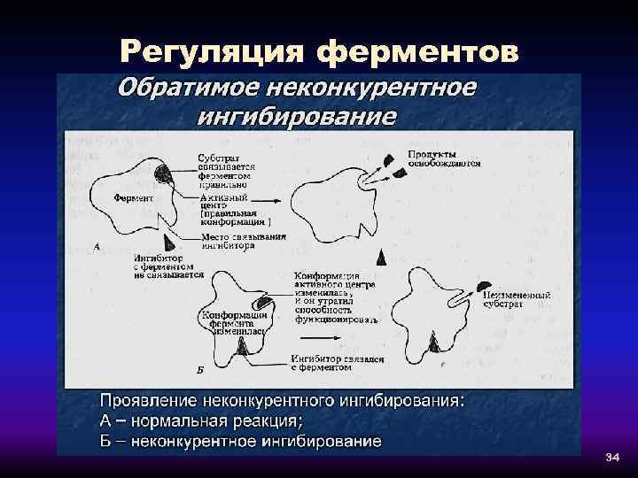 Регуляция ферментов 34 