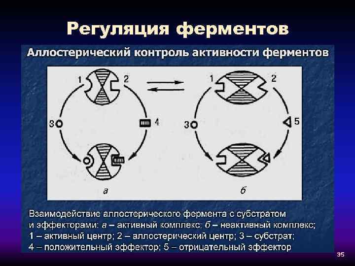 Регуляция ферментов 35 