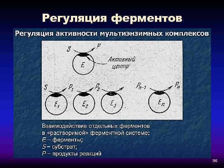 Регуляция ферментов. Принципы регуляции ферментов обратной реакции. Принципы регуляции ферментативного процесса. Регуляция активности путем ассоциации-диссоциации протомеров. Регуляция мультиэнзимного комплекса.