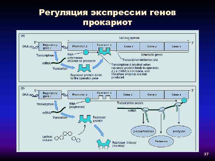 Различия генов эукариот и прокариот. Этапы экспрессии генов эукариот схема. Регуляция активности генов у прокариот.