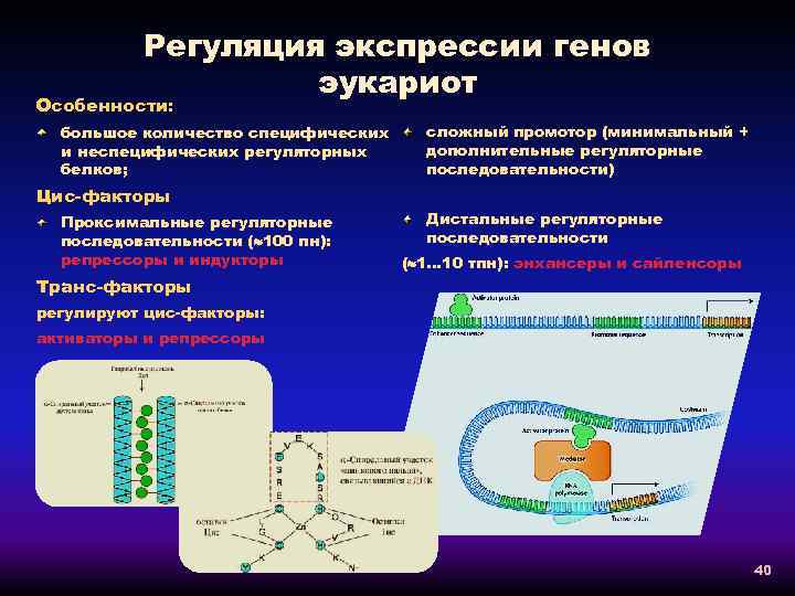 Регуляция активности генов у эукариот