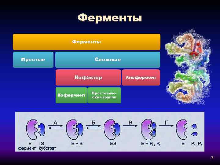 Ферменты Простые Сложные Кофактор Кофермент Апофермент Простетическая группа 7 