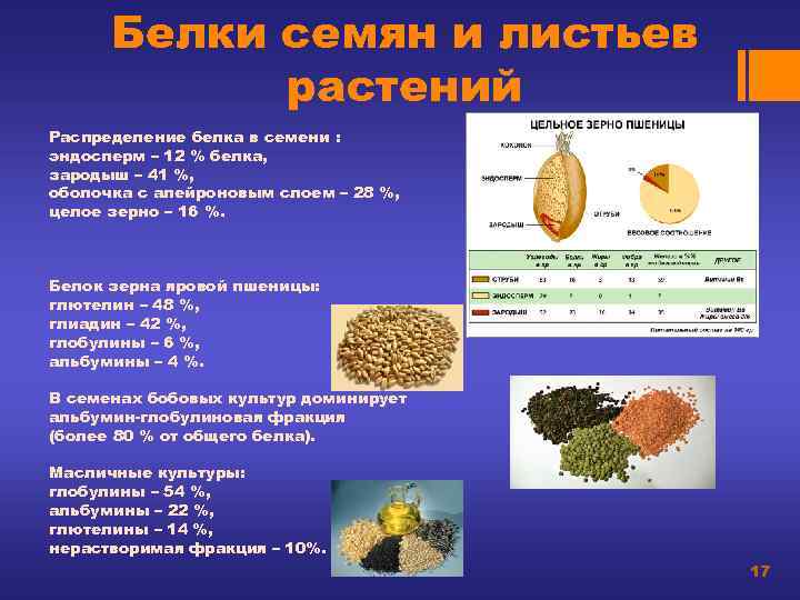 Белки в растениях. Белок в семенах. Белок в зерне. Белки семян растений. Семена какого растения запасают преимущественно белки.