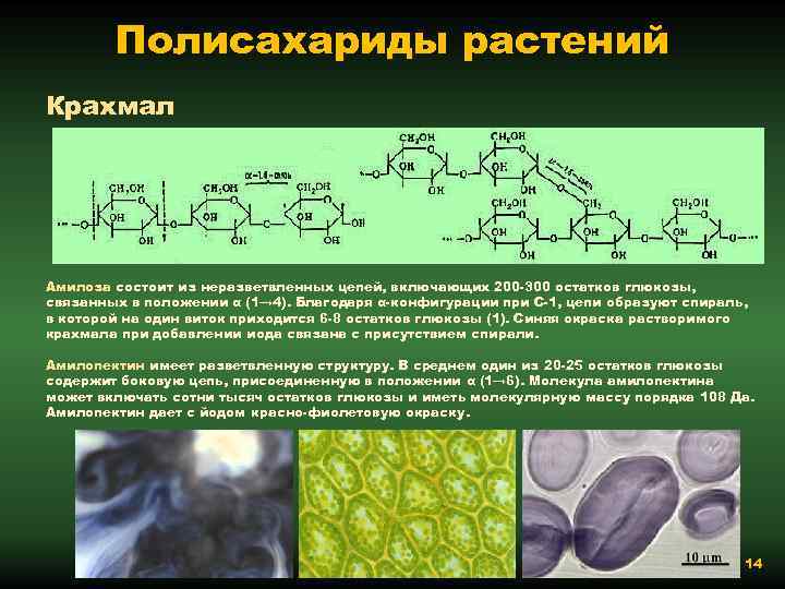 Полисахариды растений Крахмал Амилоза состоит из неразветвленных цепей, включающих 200 300 остатков глюкозы, связанных