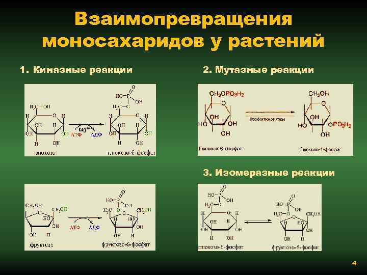 Взаимопревращения моносахаридов у растений 1. Киназные реакции 2. Мутазные реакции 3. Изомеразные реакции 4