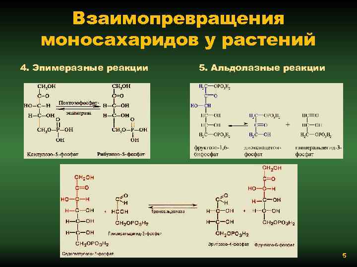 Взаимопревращения моносахаридов у растений 4. Эпимеразные реакции 5. Альдолазные реакции 5 