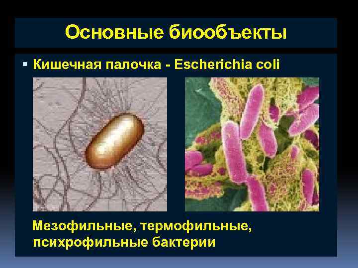 Основные биообъекты Кишечная палочка - Escherichia coli Мезофильные, термофильные, психрофильные бактерии 