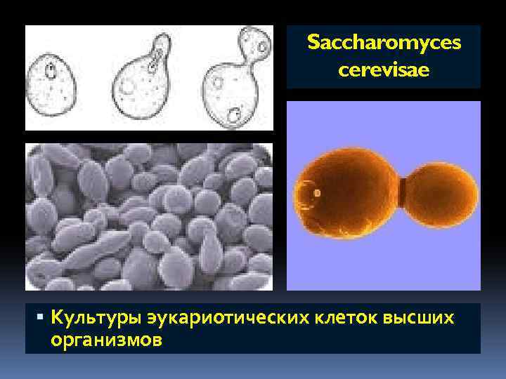 Saccharomyces cerevisae Культуры эукариотических клеток высших организмов 
