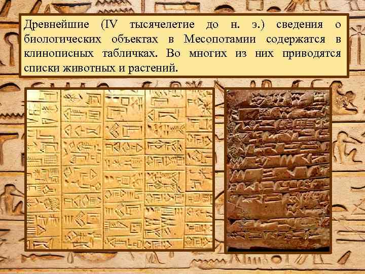 Древнейшие (IV тысячелетие до н. э. ) сведения о биологических объектах в Месопотамии содержатся