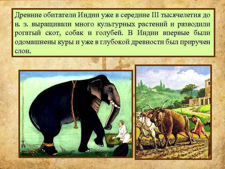 Древние обитатели Индии уже в середине III тысячелетия до н. э. выращивали много культурных