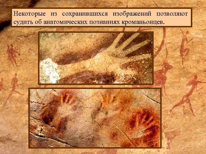 Некоторые из сохранившихся изображений позволяют судить об анатомических познаниях кроманьонцев. 
