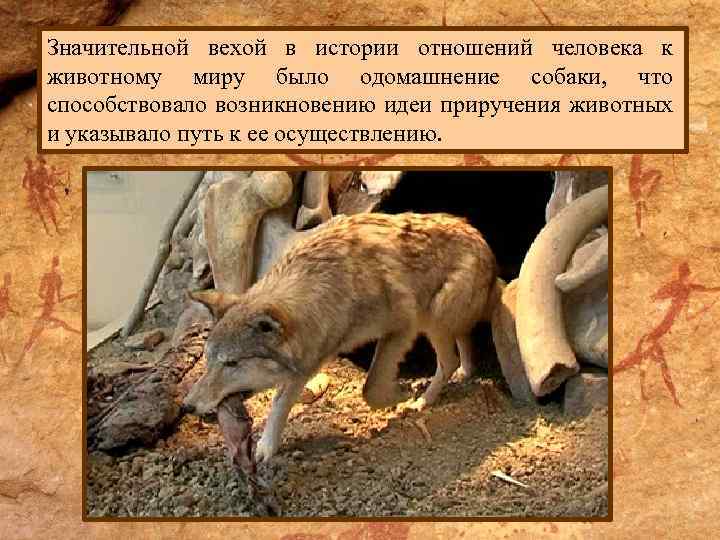 Значительной вехой в истории отношений человека к животному миру было одомашнение собаки, что способствовало