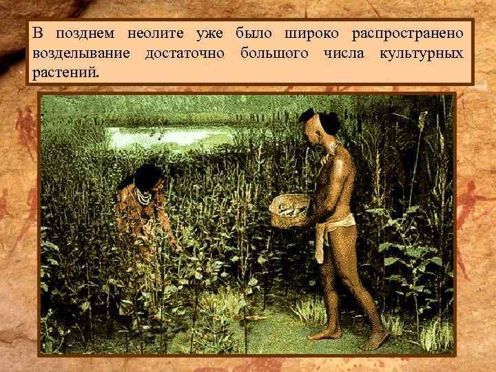 В позднем неолите уже было широко распространено возделывание достаточно большого числа культурных растений. 