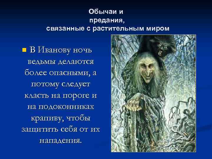 Обычаи и предания, связанные с растительным миром В Иванову ночь ведьмы делаются более опасными,