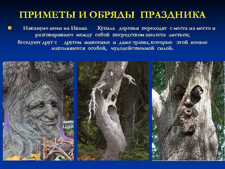 ПРИМЕТЫ И ОБРЯДЫ ПРАЗДНИКА n Накануне ночи на Ивана Купала деревья переходят с места