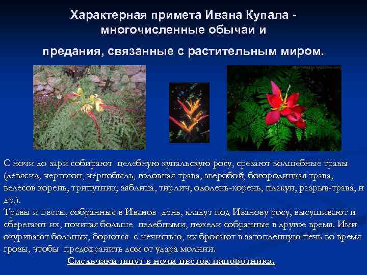 Характерная примета Ивана Купала многочисленные обычаи и предания, связанные с растительным миром. С ночи