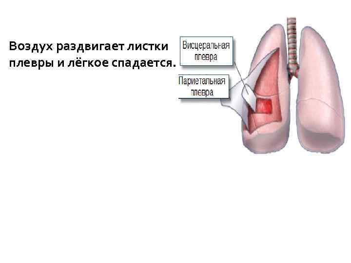 Висцеральная плевра. Париетальная и висцеральная плевра. Париетальный листок плевры. Висцеральный и париетальный листок легкие.