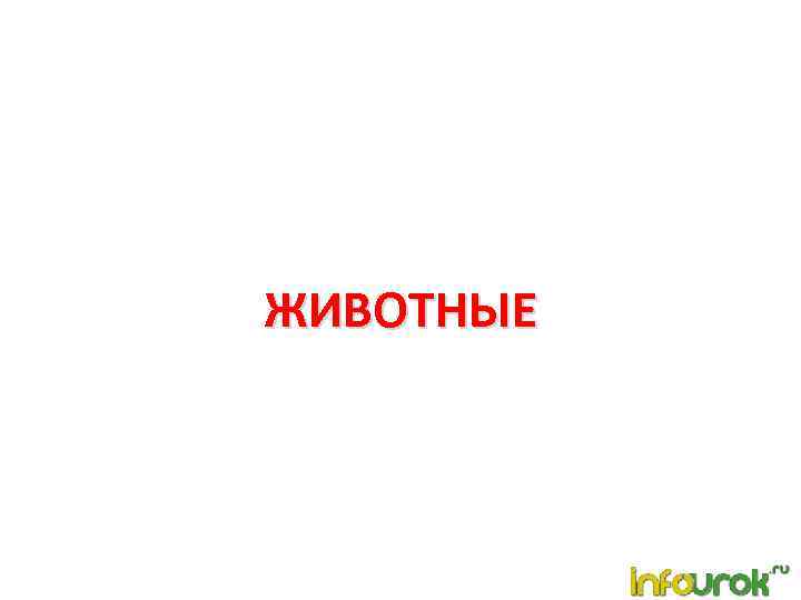 ЖИВОТНЫЕ 